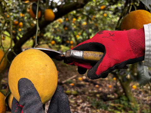 【朝市限定】西表島産 マイヤーレモン(2kg)