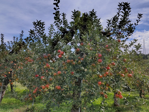 皮ごとガブっとかじれる！美味しいリンゴ（シナノスイート）のご案内（5キロ）受付：10月16日まで。出荷は10月20日前後
