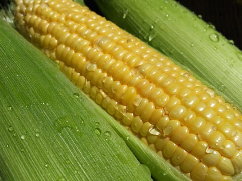 【農薬・化学肥料不使用】あまあまセット！生で食べられるフルーツコーン(5㎏)＆完熟ミニトマト(2㎏)