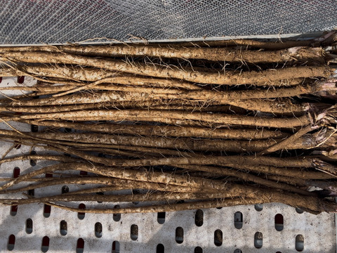 ☆お待たせしました☆令和7年産🥔🧅小さな長芋入り✨山田敏彦【十勝のGOODなセレクト野菜】セットA 合計約13kg