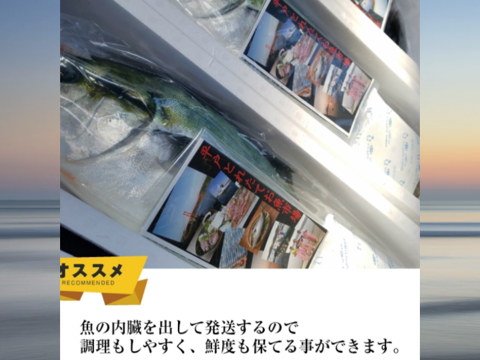 青空レストランで紹介された！
平戸なつ香ブリ（約5ｋｇ）【冬ギフト】【のし対応可能】