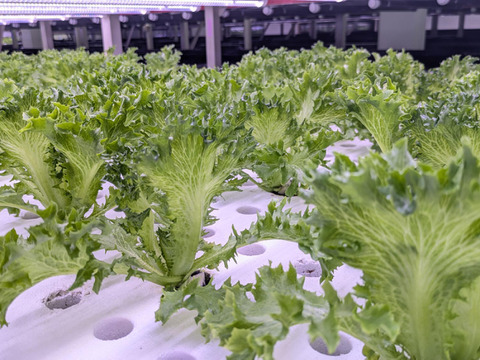 彩りと健康のレタス3種セット　レッドリーフ×フリルレタス×グリーンオーク　個包装約50g×6袋《高クロロゲン酸レタス＆異なる食感を楽しめる低硝酸態窒素レタス》