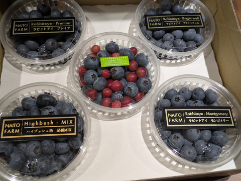 ほおばって！ブルーベリーMIX（500g・品種&サイズ混合）