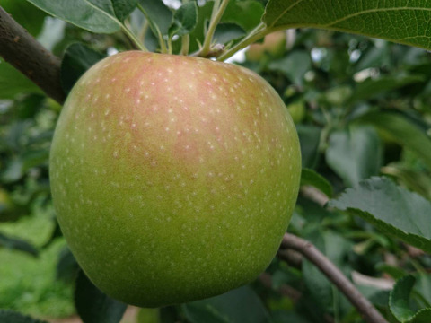 収穫開始！「しなのレッド」約1.5kg（6〜8個）入り。8月収穫りんご　夏の暑さに疲れた体に最適です。爽やかな酸味からの甘み長野県オリジナル品種です。お届け後冷蔵庫にて保存して下さい。