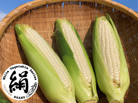 【生で食べられる】★★夏のご褒美★★ダントツの甘さ！田田-でんでん-の白とうもろこし【ブランド絹】｜朝採れの最高品を厳選してお届け！(8本/80サイズ)
