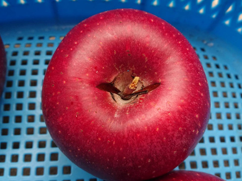 「訳ありしなのほっぺ」約10kg 少しの傷と色むらがありますが味は酸味からの甘味、パリッとシャリとお買い得品です。