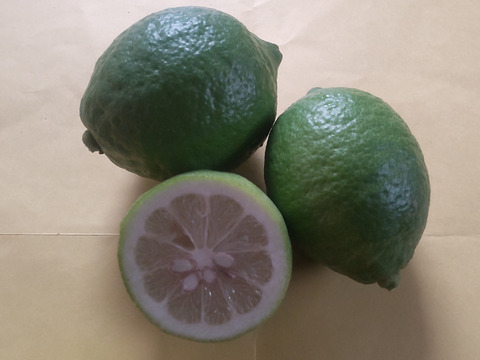 防腐剤、ワックス不使用　小玉レモン　良品4kg