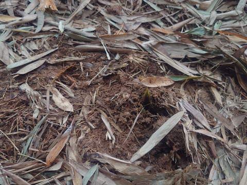 「朝どれ」たけのこ　春の味覚　福岡県北九州市産　２ｋｇ　（４～８個）