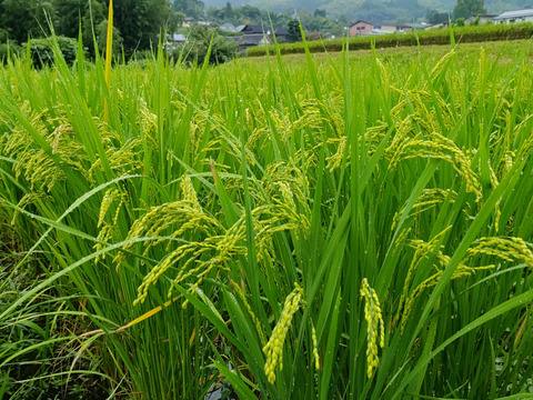 九州山地の特別栽培米　お試しセット　【通常乾燥】（３合✕３個　1.35ｋｇ）