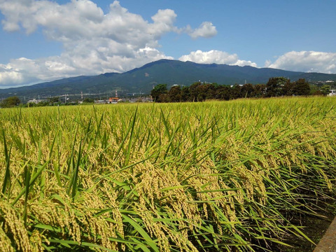 canariの米　にこまる５kg＜精米＞　令和２年産