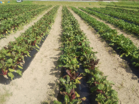 ビーツパウダー70gとドライビーツ30gセット(農薬化学肥料不使用)