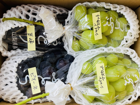 【農薬節約栽培】巨峰・シャイン2房・ピオーネ詰め合わせ(種なし) 2キロ箱