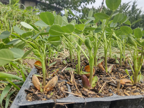 農家魂♥土どんぱ餅♥4種類詰合せ　8枚入300ｇ×4パック