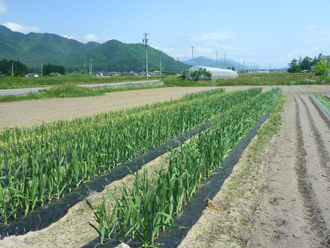 サラバ　夏バテ！にんにくパワー★ニンニク1ｋ～農薬/化学肥料・不使用