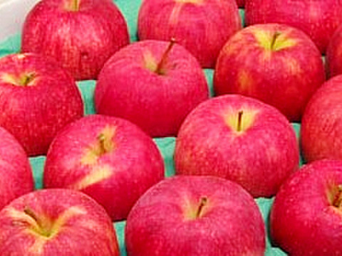 【りんごの予約】福島の林檎　ジョナゴールド3ｋｇ（8～12玉）　ギフト・贈答用【10月お届け】