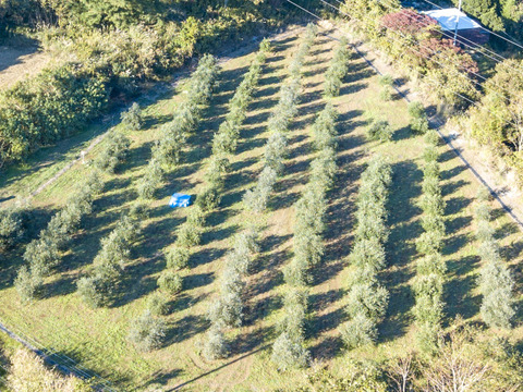 まさにノヴェッロ！　２０２５秋収穫　エキストラバージンオリーブオイル 100ml　Fontana di oliva オリーブの泉