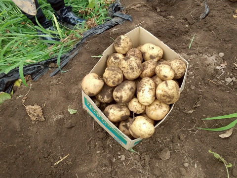 寄居発 採れたてじゃが芋男爵2kg
