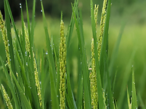 玄米まる餅  (350g×2袋)