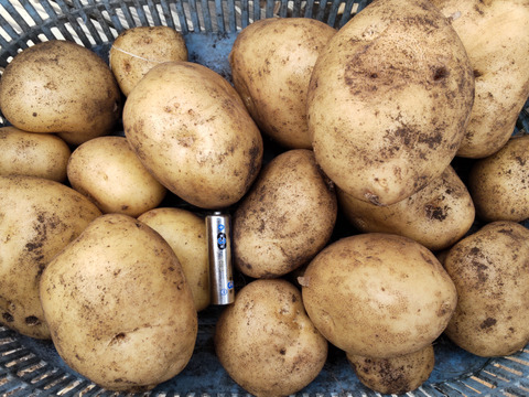 牧場で育ったジャガイモ4.5kg（化学肥料、農薬は使用していません）