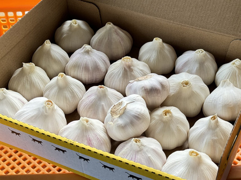 【晴れの国・岡山産】濃厚な旨味と臭いの切れの良さが特徴の東洋種～化成肥料と化学系薬剤不使用の特別栽培ニンニク【無選別・1Kｇ入】