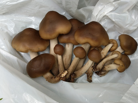 【真の幻茸】オドウタケ/オドタケ/御洞茸/ジュロウ/準絶滅危惧種の美味きのこ/500g