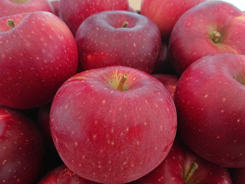 【収穫中です】硬くてパリッとシャリッとの食感が好きな方は「しなのほっぺ」約5㎏　長野県オリジナル品種・酸味と甘味が絶妙、スタッフ推しりんごです。