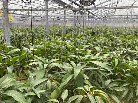 [予約]沖縄県産マンゴー1.5㎏（4～6玉）
ご家庭用