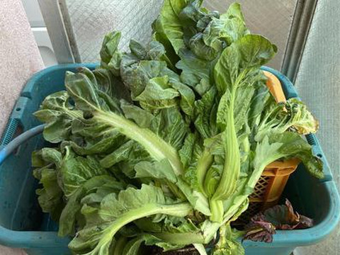 【赤大葉高菜】5kg