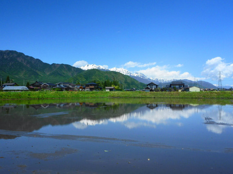 香りスッキリ!春菊800ｇ～農薬/化学肥料・不使用