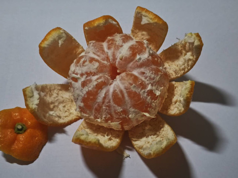 早生みかん★家庭用4.3K