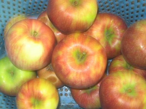 信州りんごサンツガル　約３K