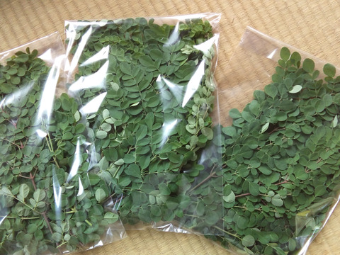 スーパーフード モリンガ生葉150g(農薬不使用)