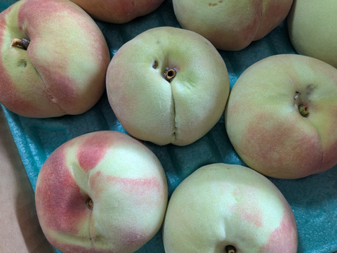 桃川中島白桃5kg16玉入り