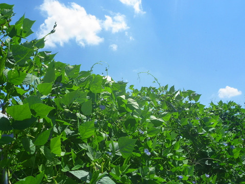 秋を楽しむセット！男爵1Ｋ＆四角豆500ｇ～農薬/化学肥料・不使用