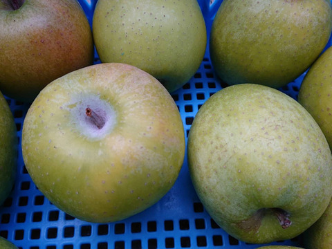 訳あり品「小玉の王林」約5kg入り（名月も甘いけど王林の香りと甘さもぜひ！）小ぶりだけど香りと甘味は良いよ。（スムージにも適しています。）