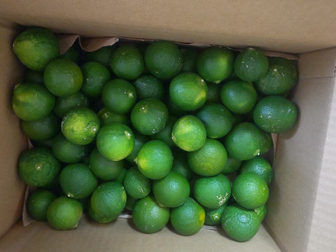 爽やかな香り！自然栽培摘果みかん　４ｋｇ