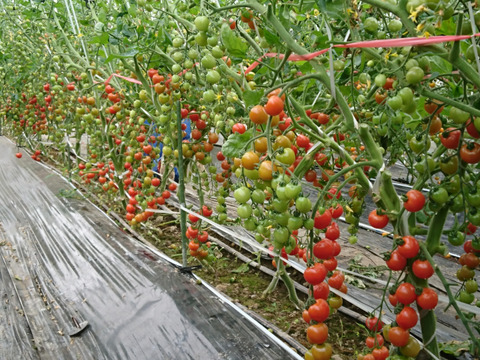 【２袋セット】トマト農家の自家製ドライトマト（２５g）　本場イタリア仕込み！　旨味！　おつまみ！　お子様への安心オヤツ！