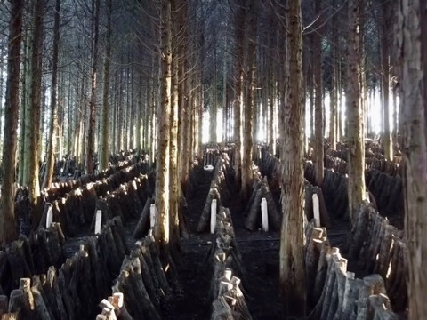 時短！すぐに使える！「原木栽培」スライス干し椎茸40g