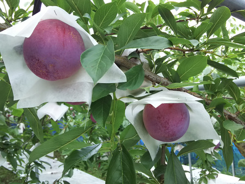 貴陽　すももの王様　山形産