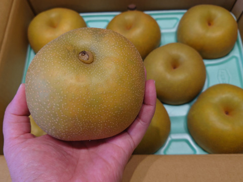 シャキっと！爽やかでみずみずしい幸水梨（3kg）ちょっと訳あり