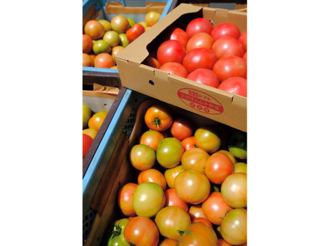 山の恵みがつくる大玉トマトLサイズ20玉セット(4kg前後)