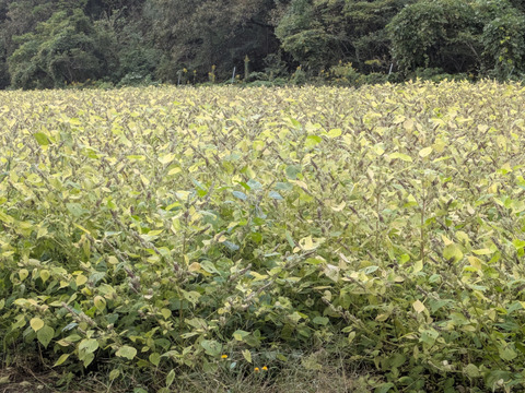 純正　焙煎えごま油（大分県国東市産）１０５ｇ×1本