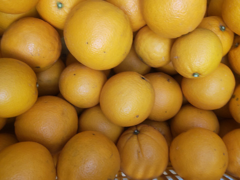 美味しい柑橘 ネーブルとレモン10個 良品 5kg