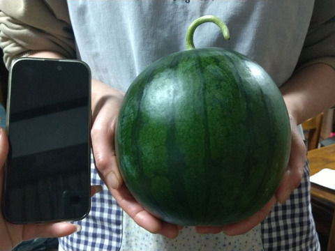 熊本　植木産　黒小玉西瓜【なつここあ1】1.8~2.0㎏1個