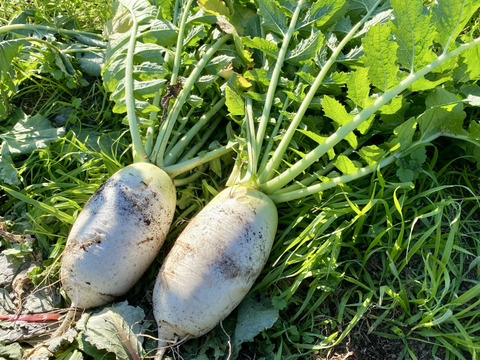 12月から販売予定【自然栽培🍀固定種】加賀伝統野菜打木源助大根・約1〜2kg・味しみ抜群！サラダ・おでんなど用途が広い