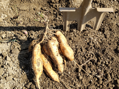 幡多の土で育った安納芋「安納こがね」3キロ