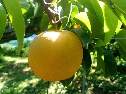 鳥取産・豊水梨5㎏(12～16玉入り)