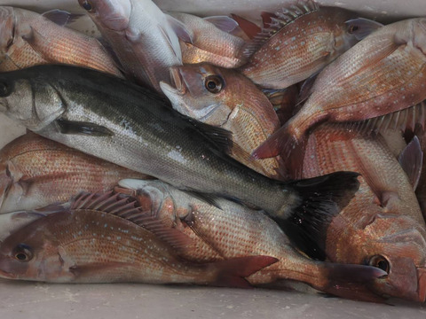 天然小鯛（手のひら超えサイズ5匹/計25cm前後）＋ハネ８００ℊ