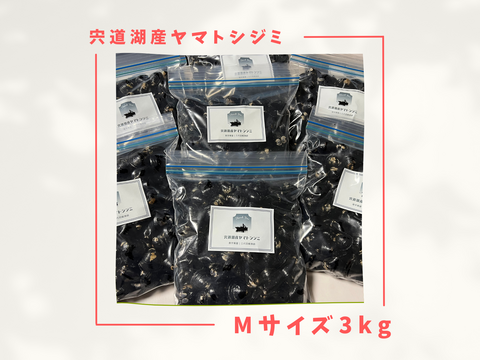 【訳あり】漁師直送！宍道湖産ヤマトシジミ・冷凍3kg（ご家庭用・Mサイズ）