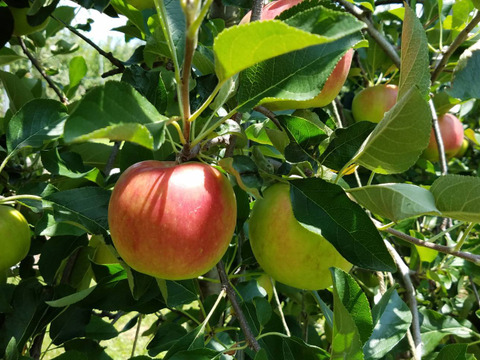 収穫開始（後5セットで終了です）夏あかり 約1.5㎏（8〜10個入り）さっぱりした甘酸っぱさが良いですよ。長野県生まれ品種です。夏りんごの魅力を是非お試し下さいませ。